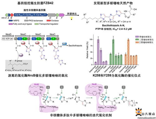 微生物技术国家重点实验室卞小莹教授课题组发表最新研究成果