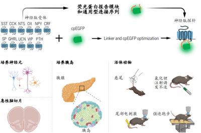 2023年度中国生命科学十大进展公布