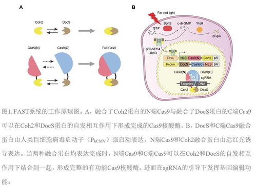 光照也能抑制肿瘤生长 华东师大开发出一种新型远红光控制基因编辑系统