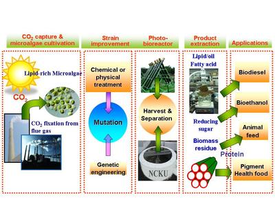 國立成功大學能源科技與策略研究中心| Technology技術| 微藻固碳及水淨化