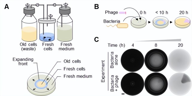 攻坚合成生物学元件匮乏的核心难题,深圳先进院团队开发新型.