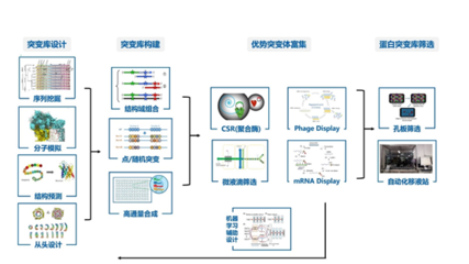 蛋白工程平台